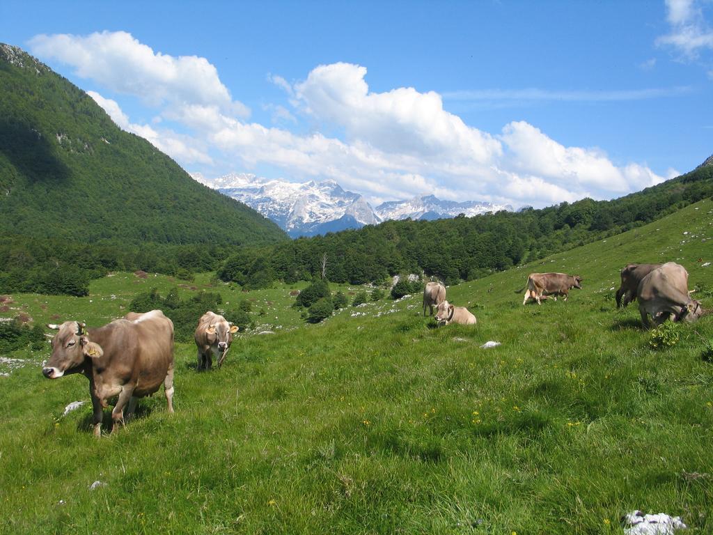 Tourist Farm Zvanc Кобарид Экстерьер фото